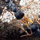 Image for article titled Macrophotographs of ant warfare are downright epic